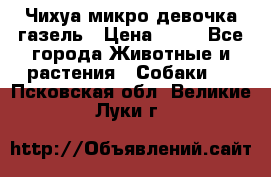 Чихуа микро девочка газель › Цена ­ 65 - Все города Животные и растения » Собаки   . Псковская обл.,Великие Луки г.